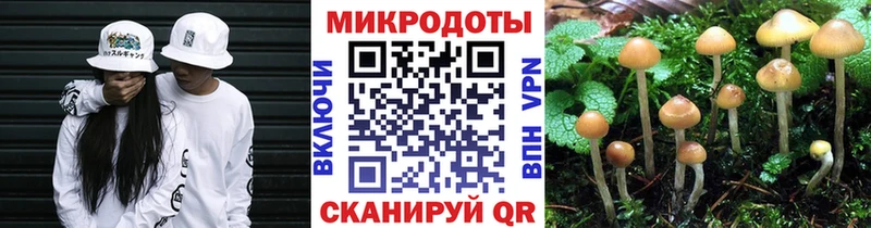 Псилоцибиновые грибы Psilocybe  Приволжск 